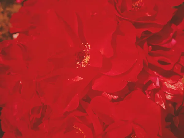 Червоний квітучий сад троянд квітка на заході сонця, квіткова красуня фон — стокове фото