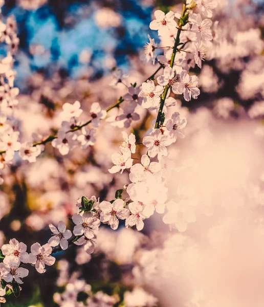 Flores de cereja vintage em flor ao nascer do sol como fundo da natureza — Fotografia de Stock