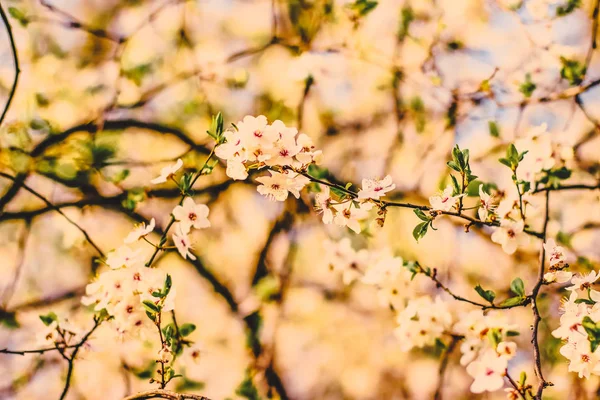 Vintage fiori di ciliegio in fiore all'alba come sfondo della natura — Foto Stock