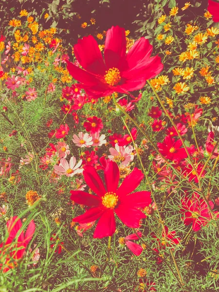 Daisy flowers in sunny garden