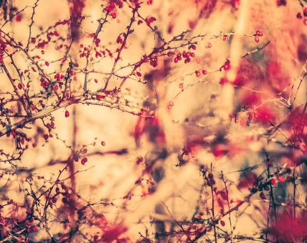 Винтажный осенний абстрактный фон, изобразительное искусство природы — стоковое фото