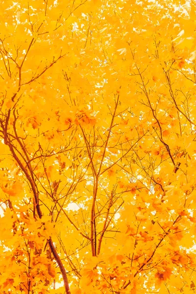 Mooie herfst landschap achtergrond, vintage natuur scène in f — Stockfoto