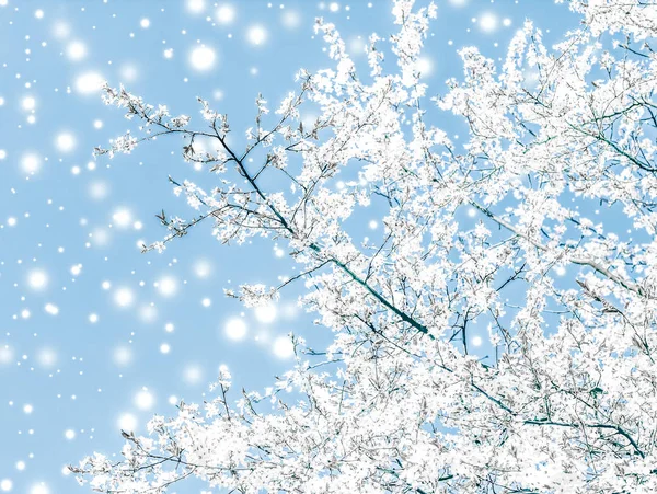 Jul, Nyår blå blommig bakgrund, semester kort design — Stockfoto