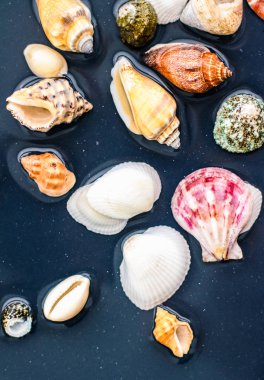 Deniz kabuğu arka plan, yaz hedef ve plaj tatil t