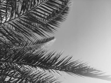 Palmiye yaprakları ve gökyüzü, yaz yolculuğu arka planı