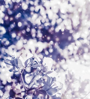 Noel, Yeni Yıl Mor Çiçek Özgeçmişi, Tatil