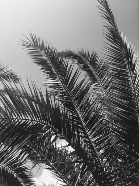 Hojas de palmera y el cielo, fondo de viaje de verano — Foto de Stock