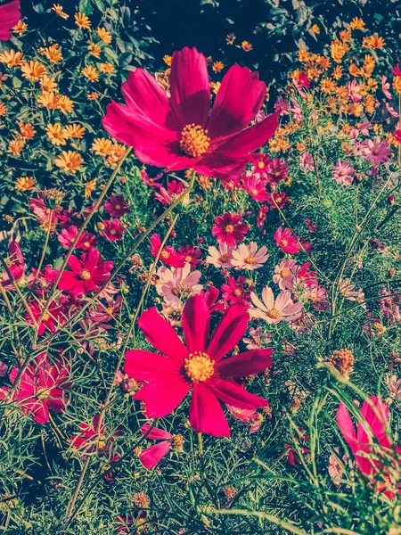 Daisy flowers in sunny garden