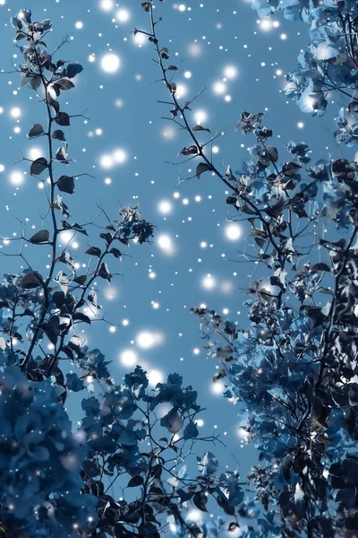 Natal, Ano Novo fundo natureza floral azul, cartão de férias — Fotografia de Stock
