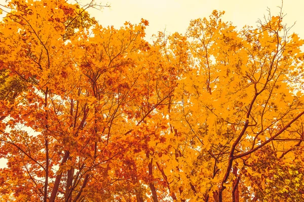 Schöne Herbstlandschaft Hintergrund, Vintage-Natur-Szene in f — Stockfoto