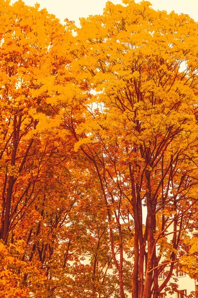 Vacker höstlandskap bakgrund, Vintage natur scen i f — Stockfoto