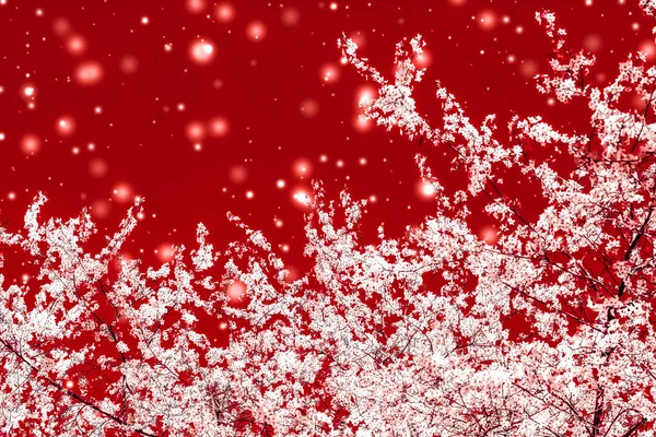 Christmas, New Years red floral background, holiday card design, — Stock Photo, Image