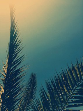 Palmiye yaprakları ve gökyüzü, yaz yolculuğu arka planı