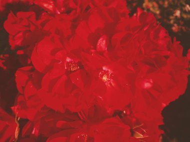 Gün batımında kırmızı çiçekaçan bahçe gül çiçek, çiçek güzellik backgro