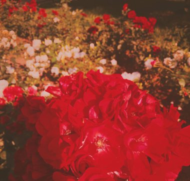 Gün batımında kırmızı çiçekaçan bahçe gül çiçek, çiçek güzellik backgro