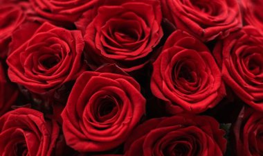 Kırmızı gül gourgeous lüks buket, flora olarak çiçek çiçek