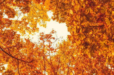Güzel sonbahar manzara arka plan, f vintage doğa sahnesi