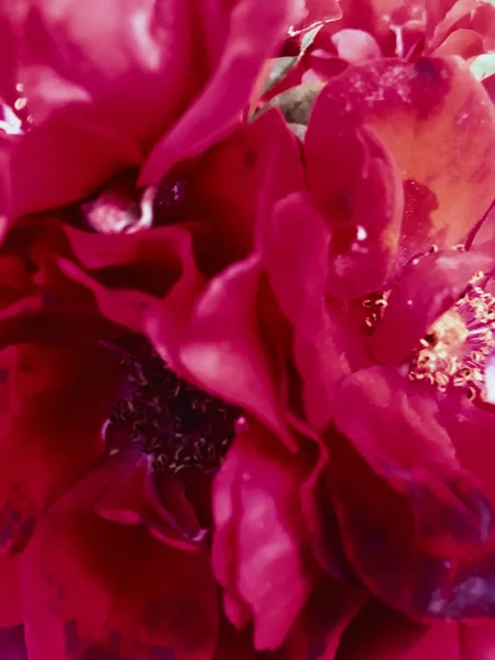 Red Blooming Garden Rose Flower vid solnedgången, blommig skönhet backgro — Stockfoto