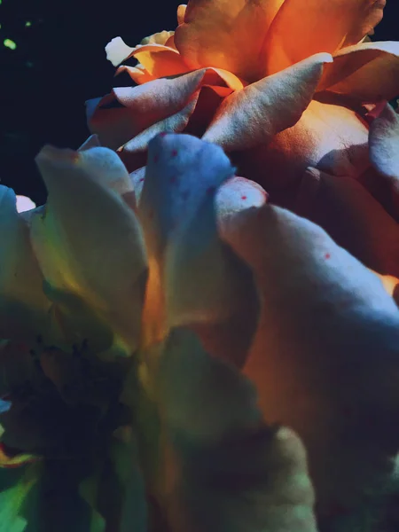 Merveilleuse fleur de rose fleurie au coucher du soleil, beauté florale backgrou — Photo