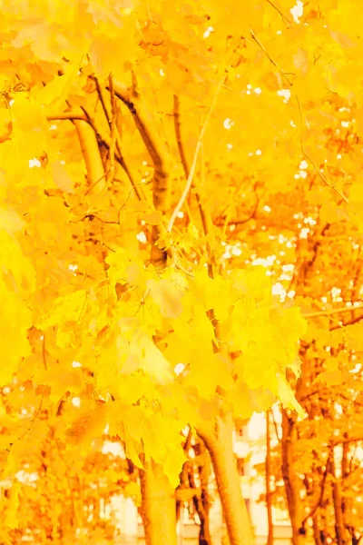 Schöne Herbstlandschaft Hintergrund, Vintage-Natur-Szene in f — Stockfoto