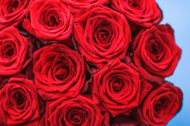 Mavi arka plan üzerinde kırmızı gül Lüks buket, bir hol olarak çiçek