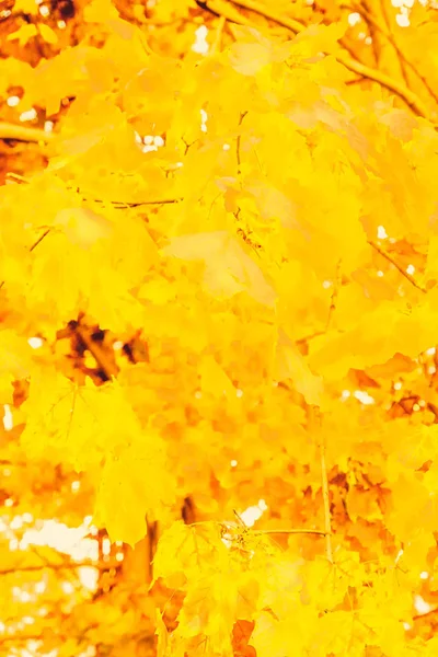 Hermoso paisaje de otoño de fondo, escena de la naturaleza vintage en f — Foto de Stock