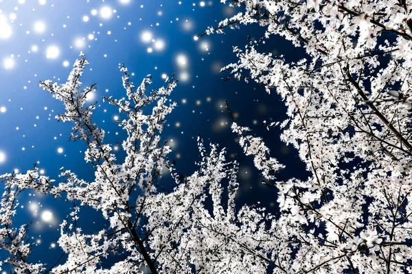 Navidad, Año Nuevo fondo floral azul, diseño de tarjetas de vacaciones — Foto de Stock