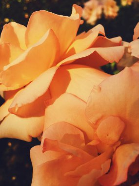 Gün batımında harika çiçek açan gül çiçeği, çiçek güzelliği backgrou