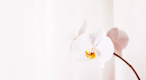 Rosa Orchideenblume in Blüte, abstrakte florale Blütenkunst backgro — Stockfoto