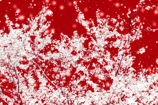 Natal, Ano Novo fundo floral vermelho, design de cartão de férias , — Fotografia de Stock