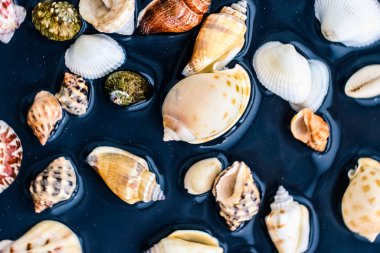 Deniz kabuğu arka plan, yaz hedef ve plaj tatil t