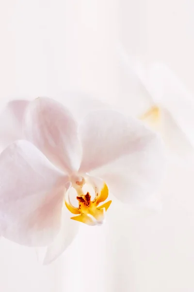 粉红兰花盛开，抽象花卉艺术背胶 — 图库照片