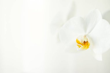 Çiçek açan beyaz orkide, soyut çiçekli sanat eserleri.