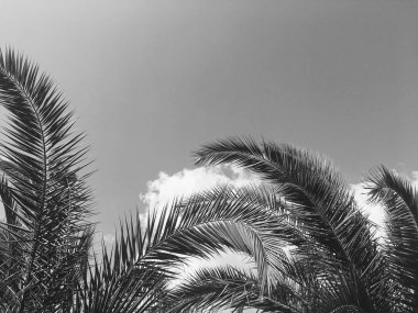 Palmiye yaprakları ve gökyüzü, yaz yolculuğu arka planı