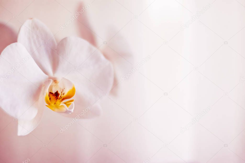 Pink orchid flower in bloom, abstract floral blossom art backgro