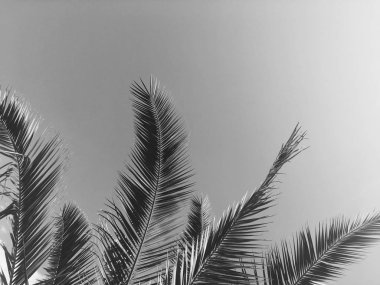 Palmiye yaprakları ve gökyüzü, yaz yolculuğu arka planı