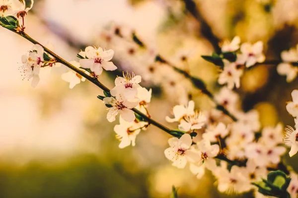 Vintage körsbärsblommor blommar i soluppgången som natur bakgrund — Stockfoto