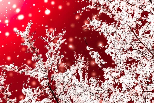 Christmas, New Years red floral background, holiday card design, — Stock Photo, Image