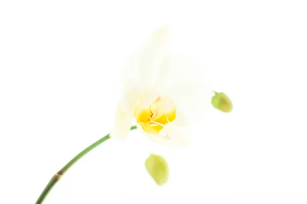 Orkidé blomma i blom, abstrakt blommig konst bakgrund — Stockfoto
