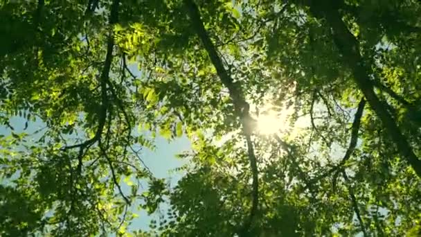 Levant les yeux à travers les cimes des arbres tandis que le soleil brille à travers le feuillage vert, forêt d'été au coucher du soleil 