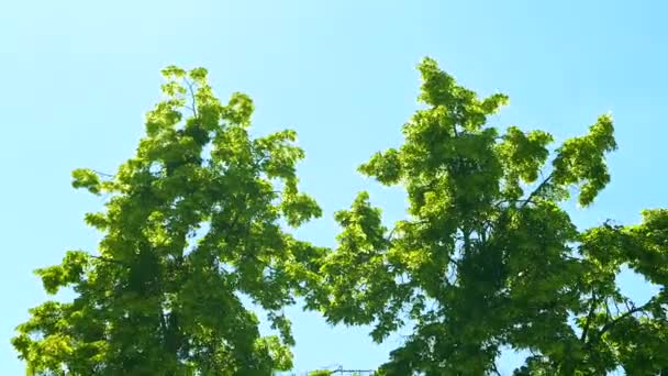 Patrząc przez wierzchołki drzew, podczas gdy słońce świeci przez zielone liście, letni las o zachodzie słońca — Wideo stockowe