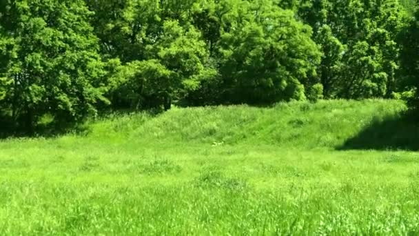 Levant les yeux à travers les cimes des arbres tandis que le soleil brille à travers le feuillage vert, forêt d'été au coucher du soleil 