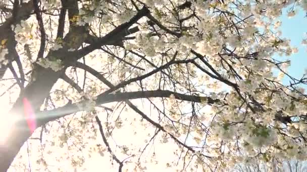 Kirschbaumblüte und blauer Himmel bei Sonnenuntergang, blumiger Hintergrund der Natur — Stockvideo