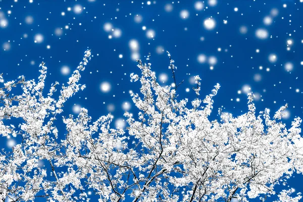 Noël, Nouvel An bleu fond floral, conception de carte de vacances — Photo