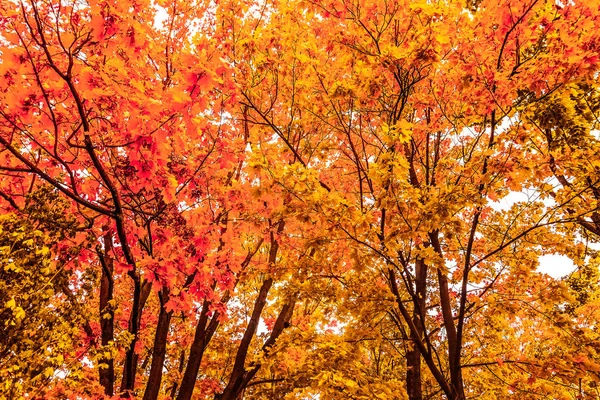 Hermoso paisaje de otoño de fondo, escena de la naturaleza vintage en f —  Fotos de Stock