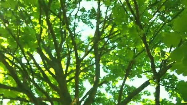 Omhoog kijkend door toppen van bomen terwijl de zon schijnt door groen gebladerte, zomer bos bij zonsondergang — Stockvideo