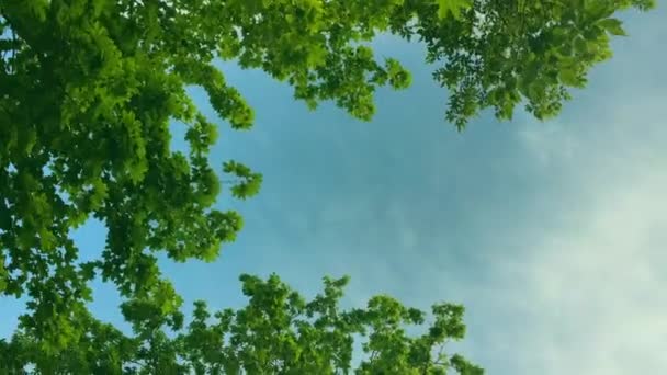 Omhoog kijkend door toppen van bomen terwijl de zon schijnt door groen gebladerte, zomer bos bij zonsondergang — Stockvideo