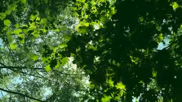 Смотреть вверх через вершины деревьев, пока солнце светит через зеленую листву, летний лес на закате — стоковое видео