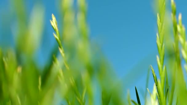 Omhoog kijkend door toppen van bomen terwijl de zon schijnt door groen gebladerte, zomer bos bij zonsondergang — Stockvideo