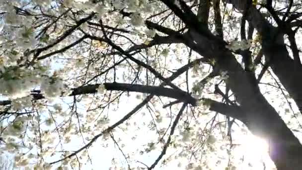 Kiraz ağacı çiçeği ve mavi gökyüzü gün batımında, çiçeklerle dolu arka plan. — Stok video